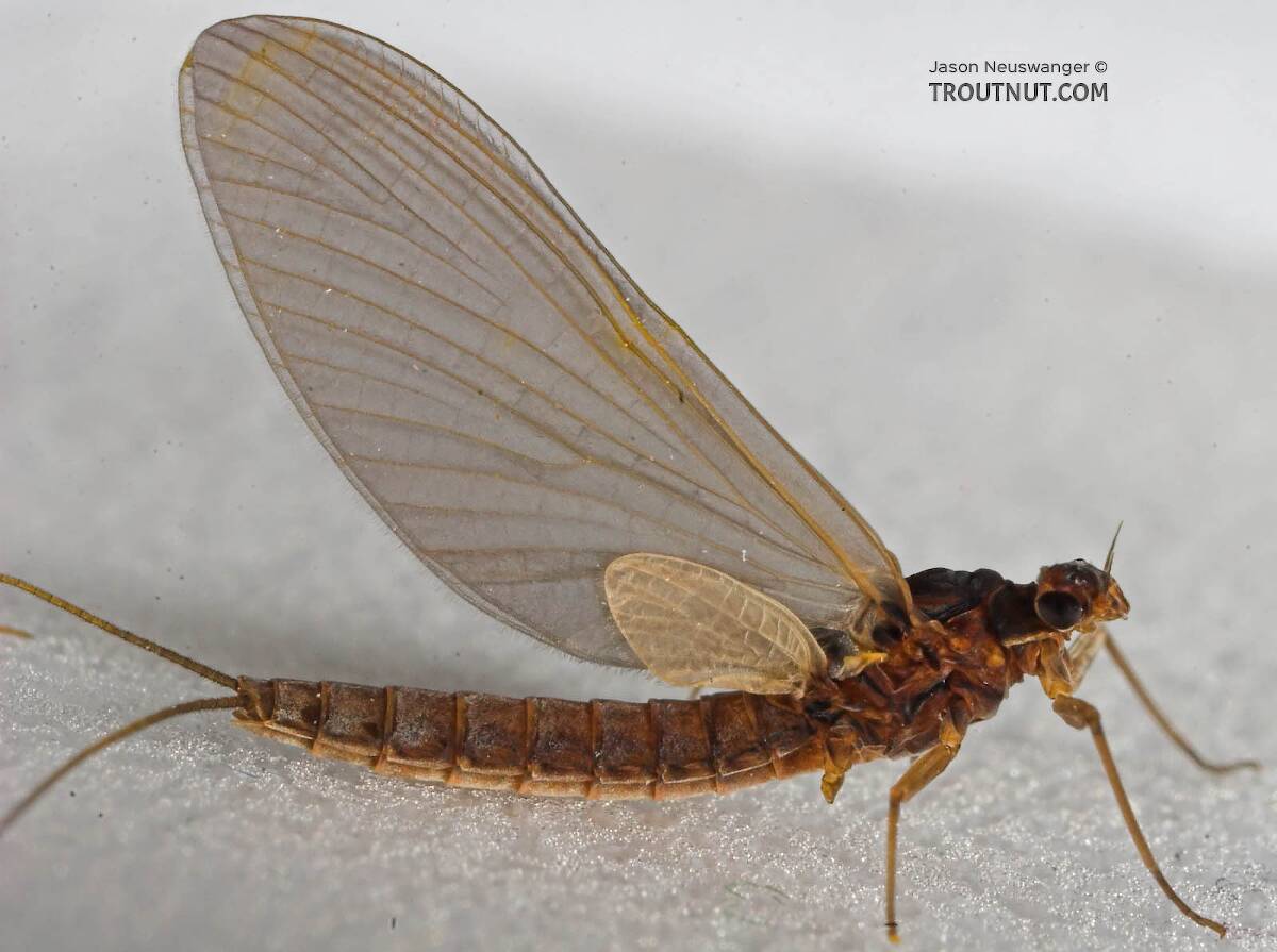 Female Paraleptophlebia (Blue Quills) Mayfly Dun