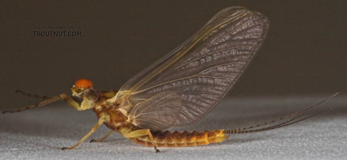 Male Ephemerella invaria (Sulphur) Mayfly Dun