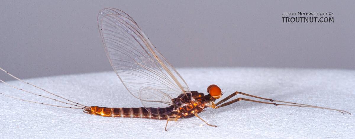 Male Ephemerella invaria (Sulphur) Mayfly Spinner