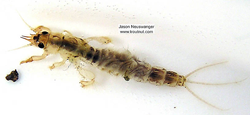 Ephemera simulans (Ephemeridae) (Brown Drake) Mayfly Nymph from the Namekagon River in Wisconsin