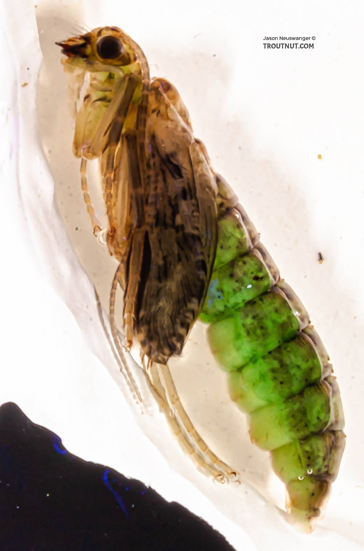 Rhyacophila (Green Sedges) Caddisfly Pupa