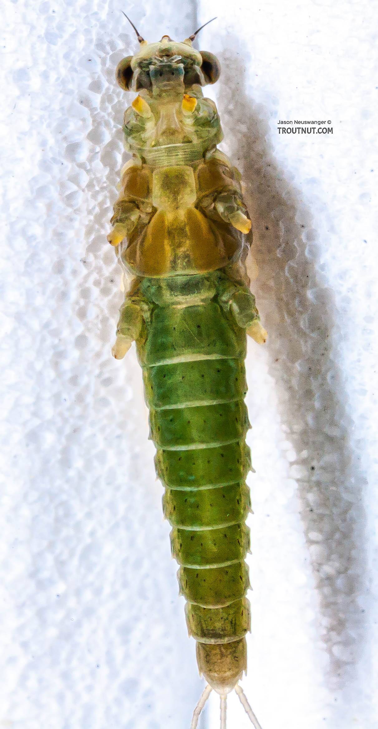 Female Attenella attenuata (Blue-Winged Olive) Mayfly Dun