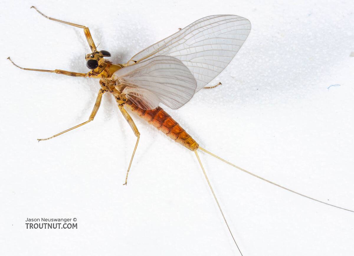 Female Epeorus vitreus (Sulphur) Mayfly Dun