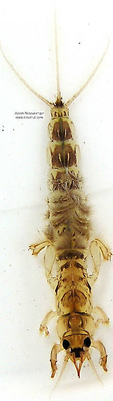 Ephemera simulans (Ephemeridae) (Brown Drake) Mayfly Nymph from unknown in Wisconsin