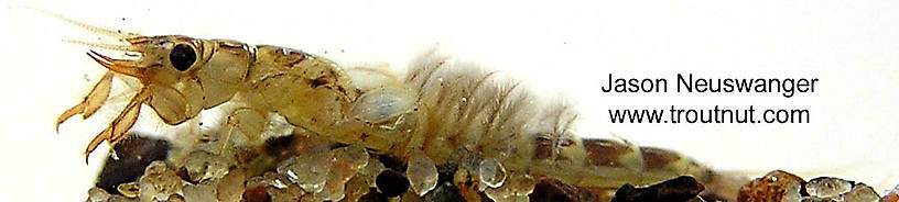 Ephemera simulans (Ephemeridae) (Brown Drake) Mayfly Nymph from unknown in Wisconsin