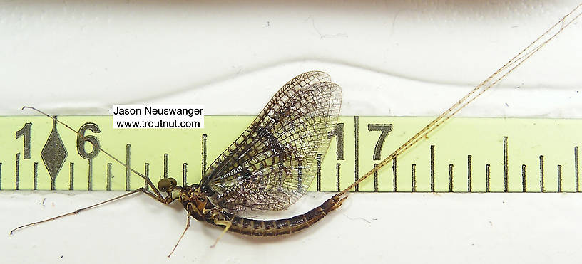 Ruler view of a Male Ephemera simulans (Ephemeridae) (Brown Drake) Mayfly Spinner from unknown in Wisconsin The smallest ruler marks are 1/16".
