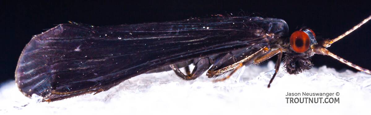 Male Mystacides sepulchralis (Black Dancer) Caddisfly Adult