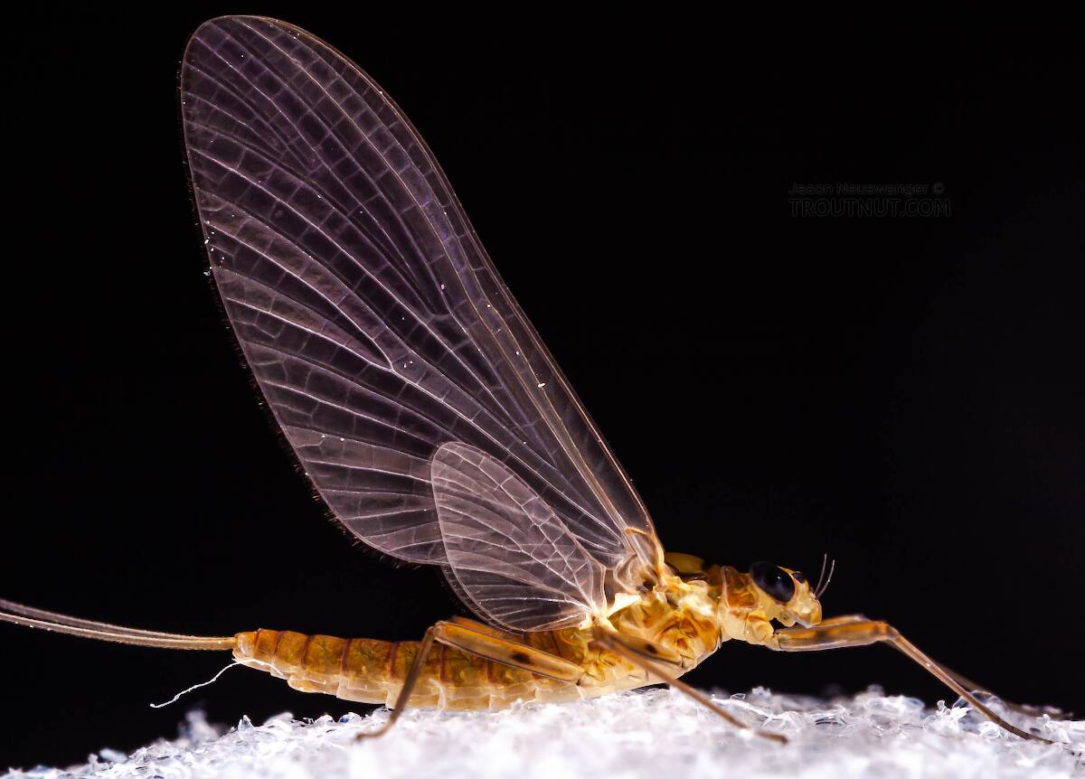 Female Epeorus frisoni  Mayfly Dun