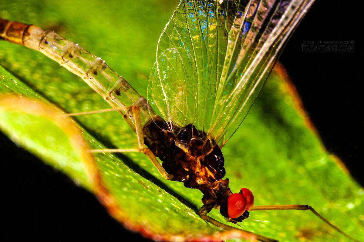 Male Paraleptophlebia (Blue Quills and Mahogany Duns) Mayfly Spinner