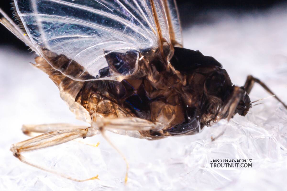 Female Tricorythodes (Trico) Mayfly Spinner