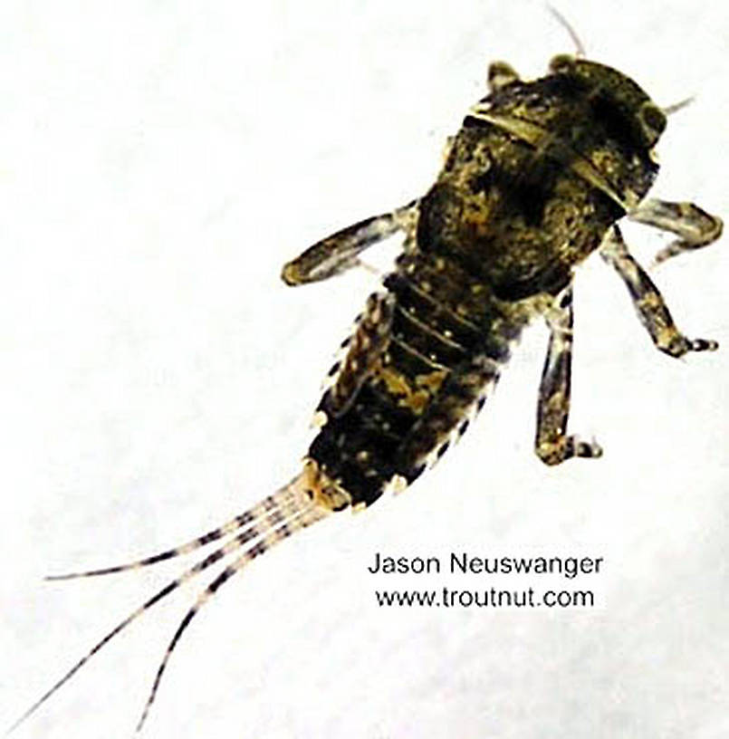 Ephemerella invaria (Ephemerellidae) (Sulphur) Mayfly Nymph from the Namekagon River in Wisconsin