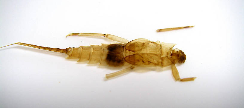 Preserved exoskeleton photographed in February 2007.  Photo by Caleb Boyle.

Dorsal view of a Neoephemera (Neoephemeridae) Mayfly Nymph from unknown in North Carolina