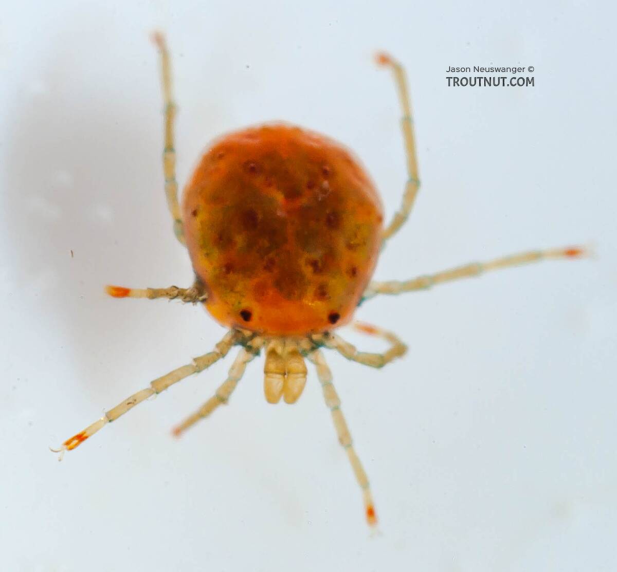 Acari (Mites) Arthropod Adult
