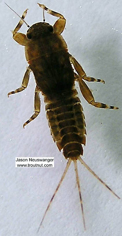 Ephemerella (Ephemerellidae) (Hendricksons, Sulphurs, PMDs) Mayfly Nymph from the Namekagon River in Wisconsin