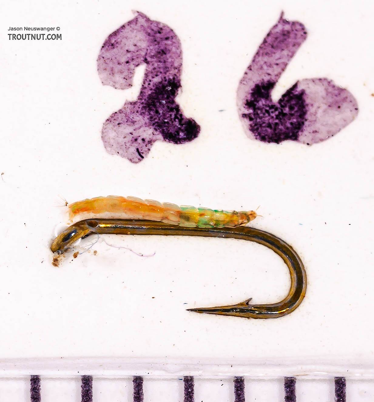 Rheotanytarsus  Midge Larva