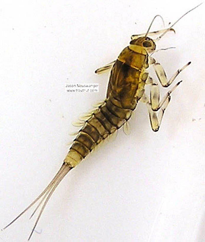 Baetidae (Blue-Winged Olive) Mayfly Nymph from Schacte Creek, Bayfield County in Wisconsin