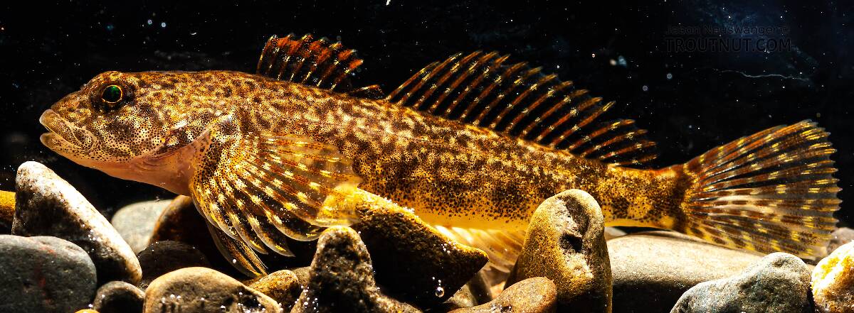 Cottidae (Sculpin) Fish Adult