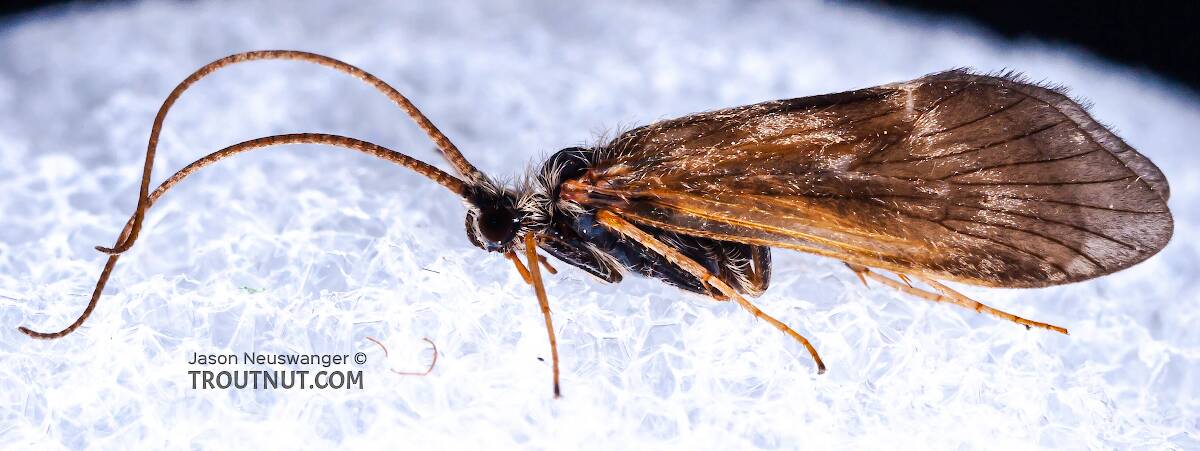 Apatania (Early Smoky Wing Sedge) Caddisfly Adult