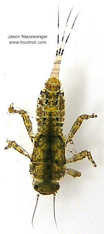 Ephemerella invaria (Ephemerellidae) (Sulphur) Mayfly Nymph from unknown in Wisconsin