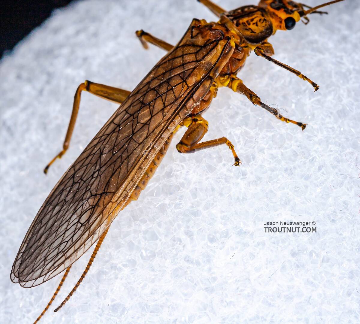 Female Acroneuria lycorias (Golden Stone) Stonefly Adult