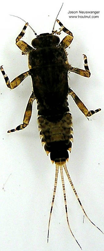 Ephemerella subvaria (Ephemerellidae) (Hendrickson) Mayfly Nymph from unknown in Wisconsin