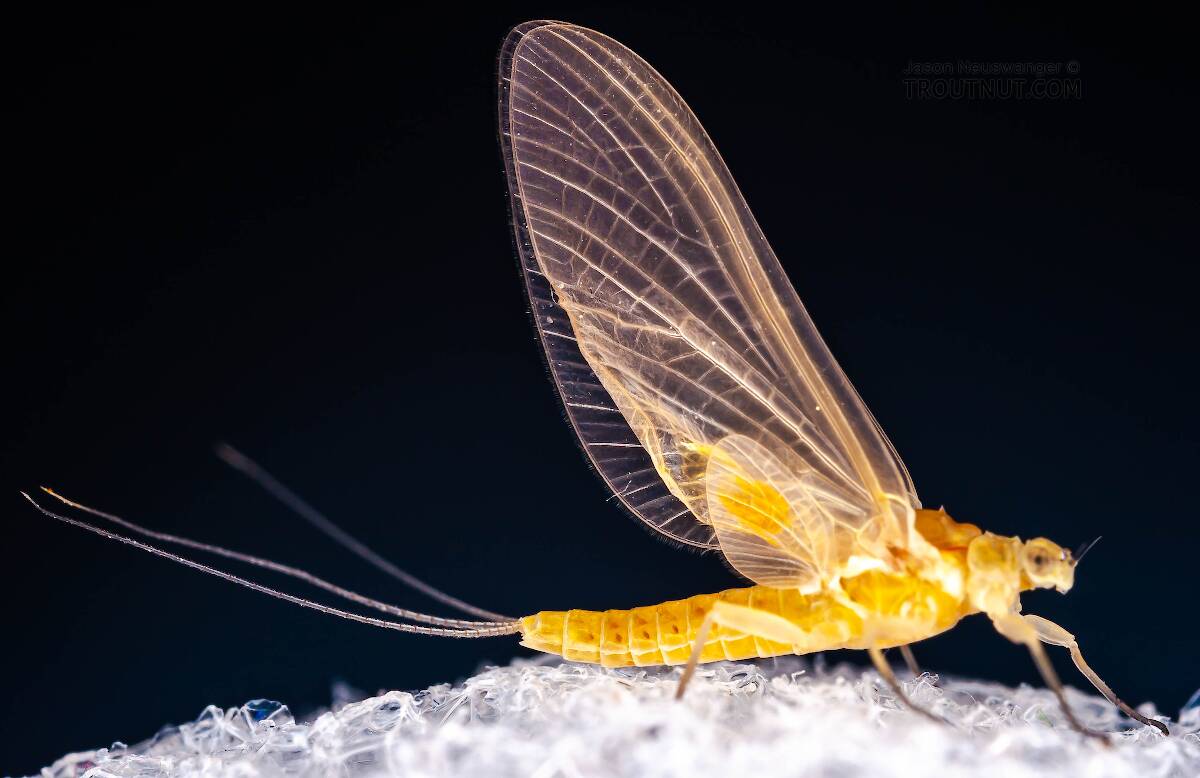 Female Ephemerella invaria (Sulphur) Mayfly Dun