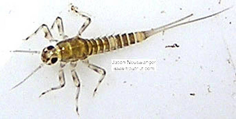 Baetidae (Blue-Winged Olive) Mayfly Nymph from the Bois Brule River in Wisconsin