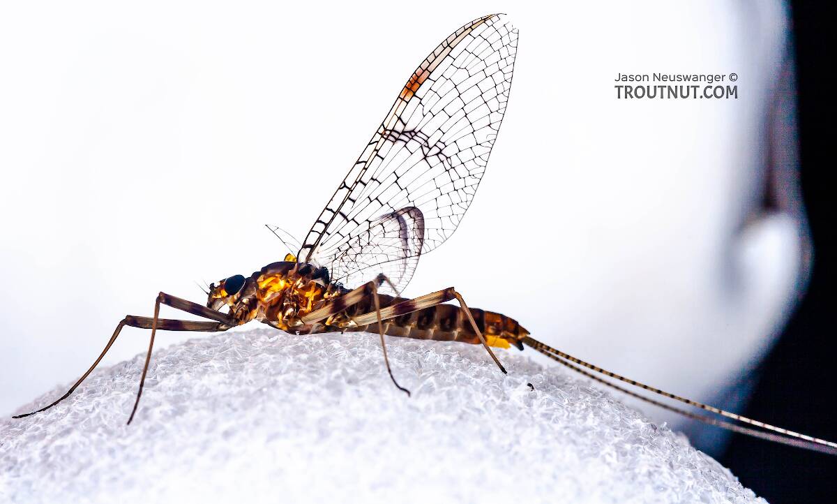 Female Stenonema pudicum  Mayfly Spinner