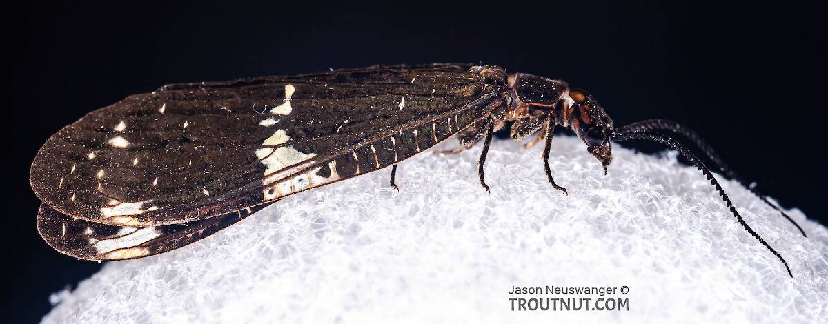 Male Nigronia serricornis (Fishfly) Hellgrammite Adult