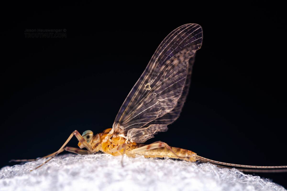 Male Stenonema ithaca (Light Cahill) Mayfly Dun