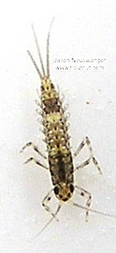 Baetidae (Blue-Winged Olive) Mayfly Nymph from unknown in Wisconsin