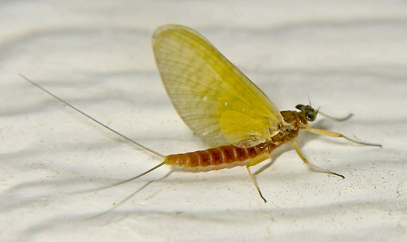 Female Cinygmula reticulata (Heptageniidae) (Western Ginger Quill) Mayfly Dun from the Touchet River in Washington