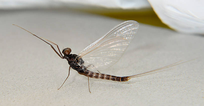 Male Neoleptophlebia heteronea (Leptophlebiidae) (Blue Quill) Mayfly Spinner from the Touchet River in Washington