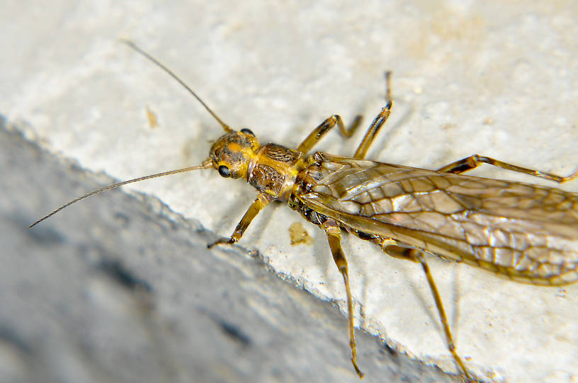Megarcys subtruncata (Perlodidae) (Springfly) Stonefly Adult from the Touchet River in Washington