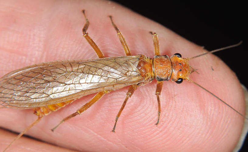 Female Hesperoperla pacifica (Perlidae) (Golden Stone) Stonefly Adult from the Grande Rhonde River in Washington