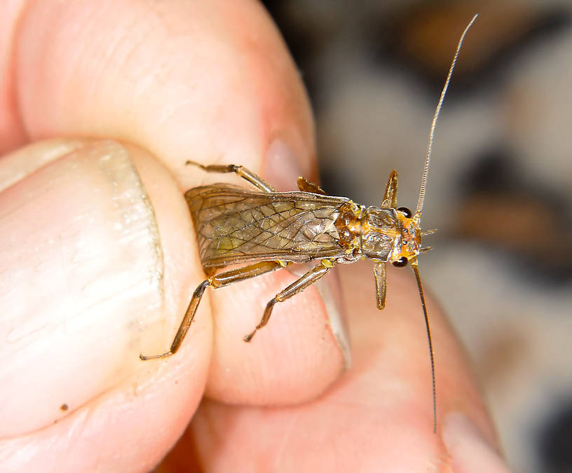 Female Calineuria californica (Perlidae) (Golden Stone) Stonefly Adult from the Grande Rhonde River in Washington