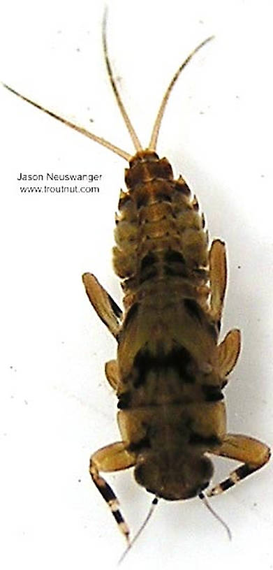 Ephemerella (Ephemerellidae) (Hendricksons, Sulphurs, PMDs) Mayfly Nymph from unknown in Wisconsin