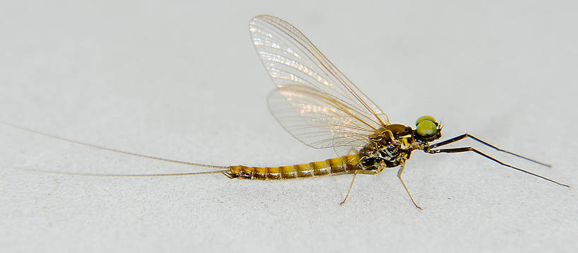 Male Ameletus (Ameletidae) (Brown Dun) Mayfly Spinner from the Touchet River in Washington