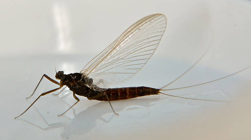 Female Paraleptophlebia (Leptophlebiidae) (Blue Quill) Mayfly Spinner from the Touchet River in Washington