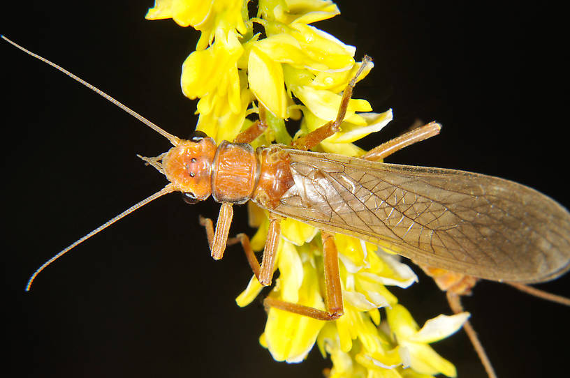 Male Hesperoperla pacifica (Perlidae) (Golden Stone) Stonefly Adult from the Grande Rhonde River in Washington