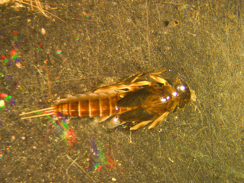 Cinygmula reticulata (Heptageniidae) (Western Ginger Quill) Mayfly Nymph from the Big Thompson River in Montana