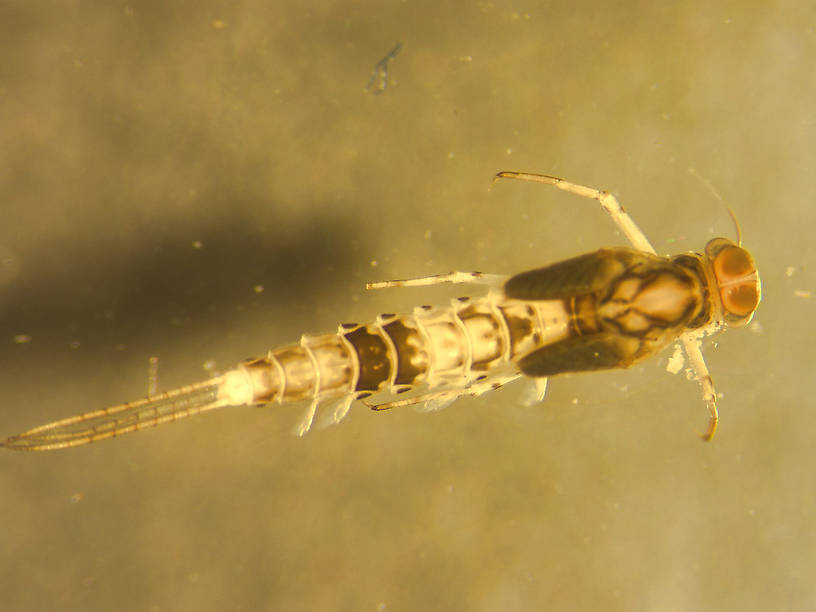 Anafroptilum conturbatum (Baetidae) (Tiny Sulphur Dun) Mayfly Nymph from Bowman Lake in Montana