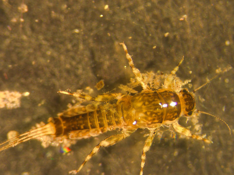 Ephemerella (Ephemerellidae) (Hendricksons, Sulphurs, PMDs) Mayfly Nymph from Rock Creek in Montana
