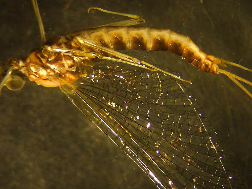 Male Rhithrogena virilis (Heptageniidae) Mayfly Spinner from the Big Thompson River in Montana