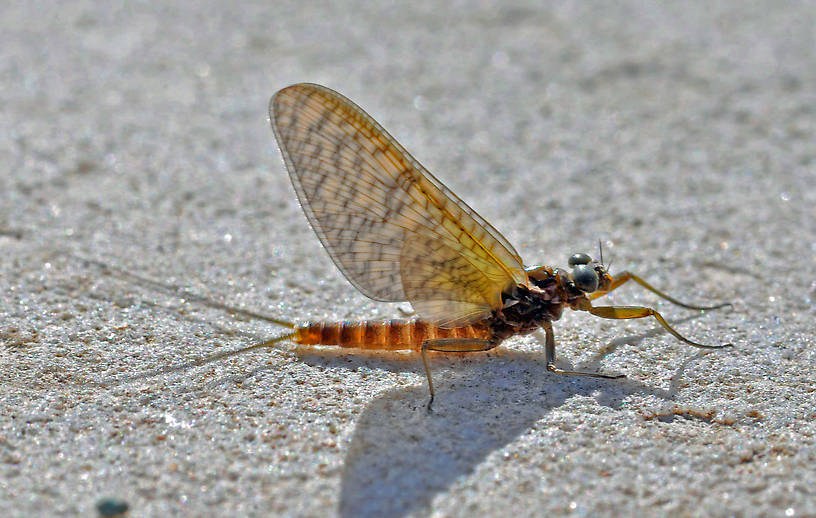 Male Rhithrogena (Heptageniidae) Mayfly Dun from the Big Thompson River in Montana