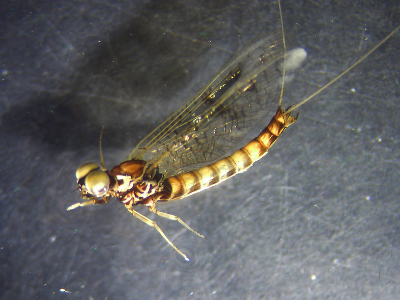 Male Ameletus subnotatus (Ameletidae) (Brown Dun) Mayfly Spinner from the Jocko River in Montana