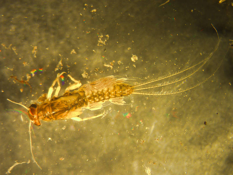 Leptophlebia cupida (Leptophlebiidae) (Black Quill) Mayfly Nymph from Dog Lake in Montana