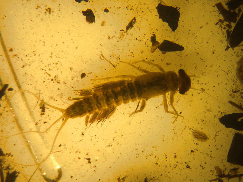 Leptophlebia cupida (Leptophlebiidae) (Black Quill) Mayfly Nymph from Dog Lake in Montana