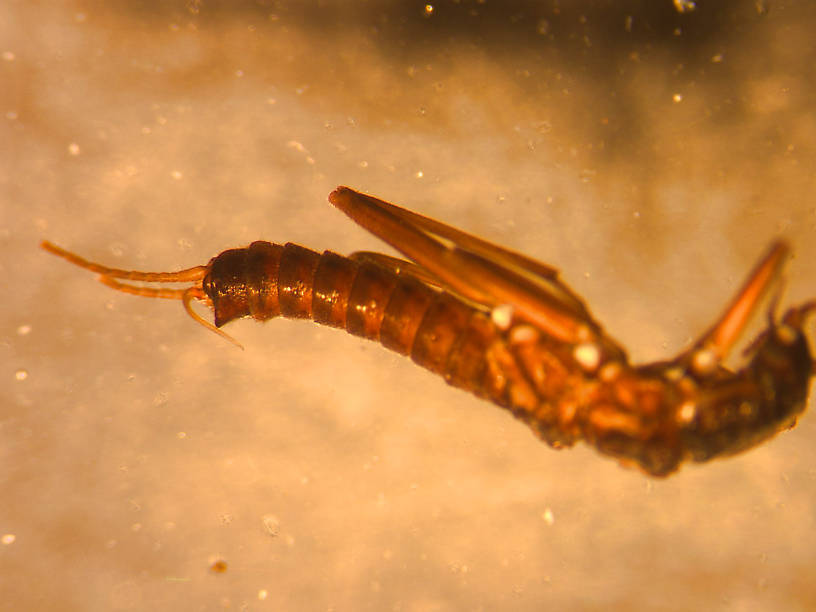 Isocapnia integra (Capniidae) (Little Snowfly) Stonefly Nymph from the Flathead River-upper in Montana