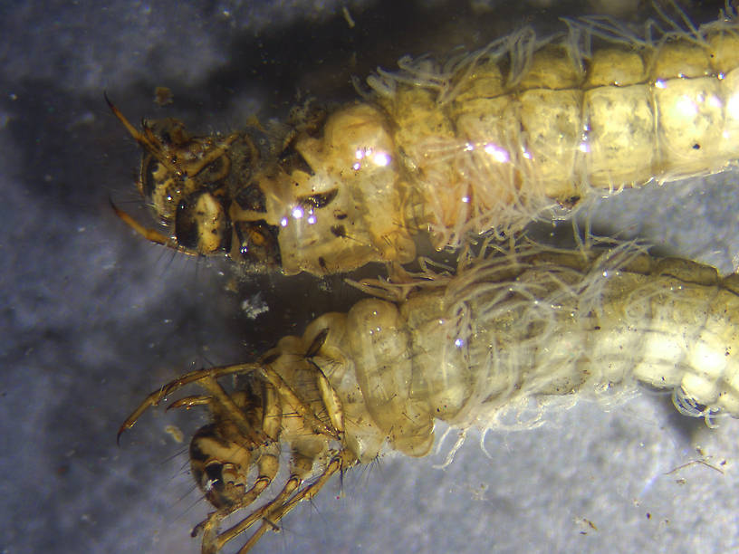 Limnephilus externus (Limnephilidae) (Summer Flier Sedge) Caddisfly Larva from Temporary ponds- Glacier Nat. Park in Alaska